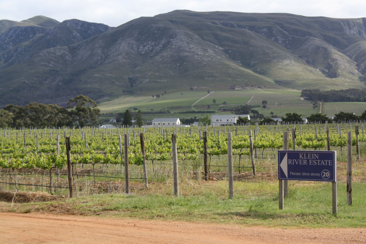 Vineyards